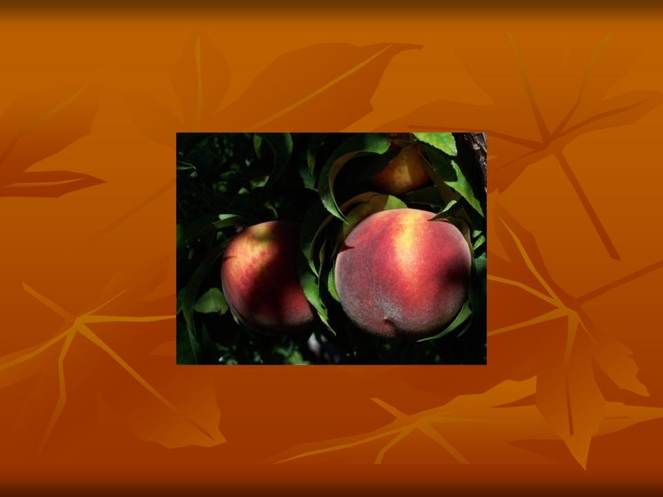 تربیت و هرس درختان هلو در باغات میوه تجاری